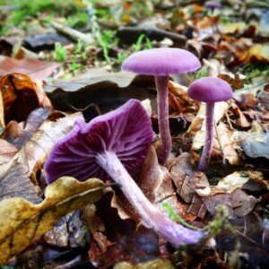 Лиловая (аметистовая) лаковица (Laccaria amethystina)
