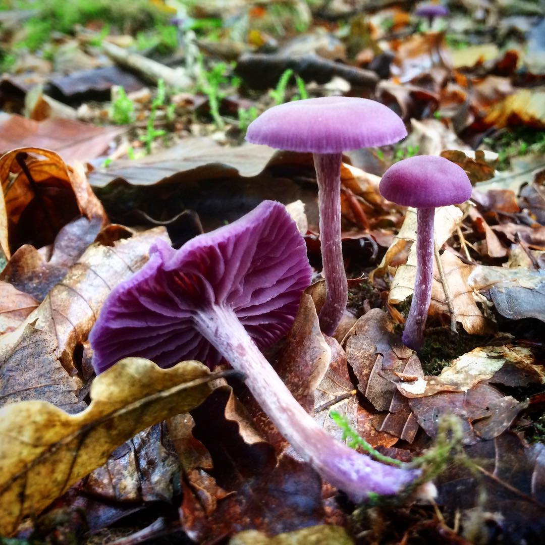 Лиловая (аметистовая) лаковица (Laccaria amethystina)