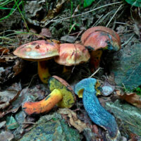 Моховик припудренный (Cyanoboletus pulverulentus)