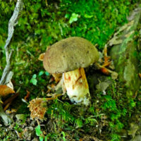 Моховик каштановый (Boletus ferrugineus)