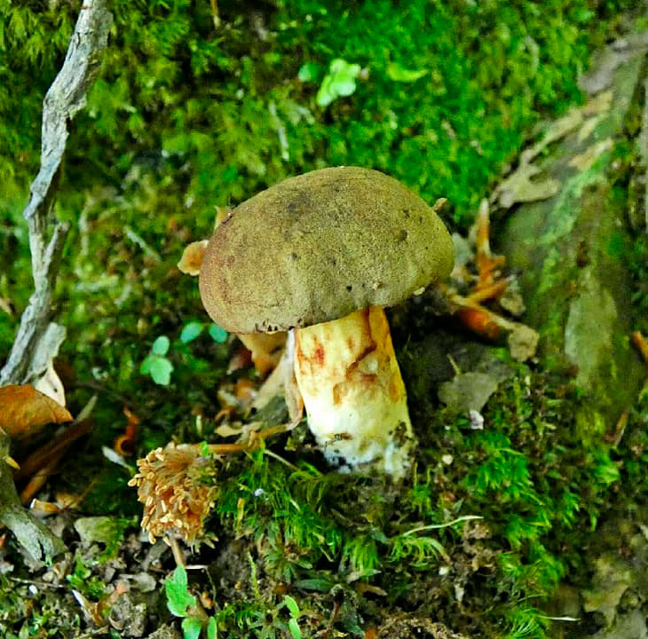 Моховик каштановый (Boletus ferrugineus)