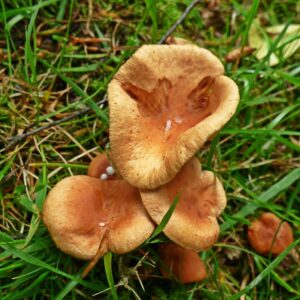 Млечник сладковатый (Lactarius subdulcis)