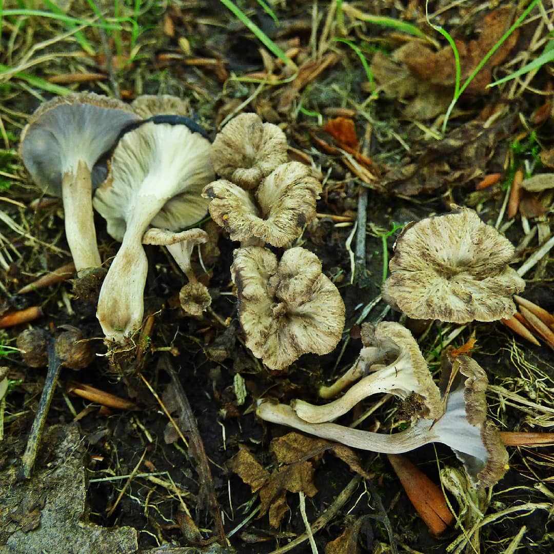 Вороночник извилистый (Pseudocraterellus undulatus)