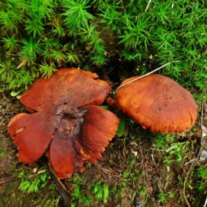 Паутинник Плюшевый (Cortinarius orellanus)