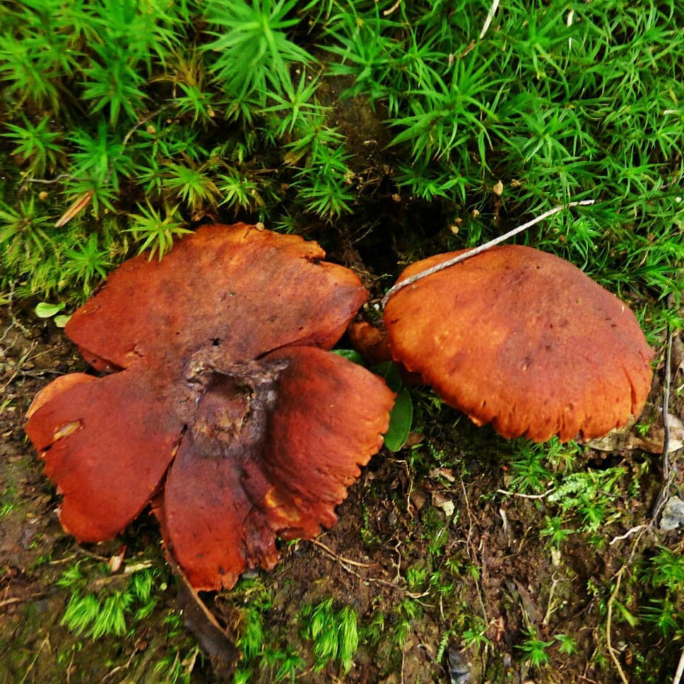 Паутинник Плюшевый (Cortinarius orellanus)