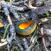 Калосцифа блестящая (Caloscypha fulgens)