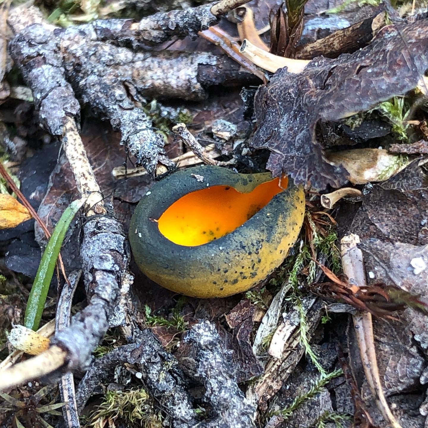 Калосцифа блестящая (Caloscypha fulgens)