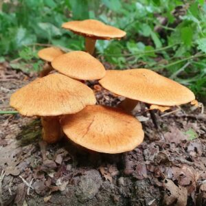Гимнопил Юноны (Gymnopilus junonius)