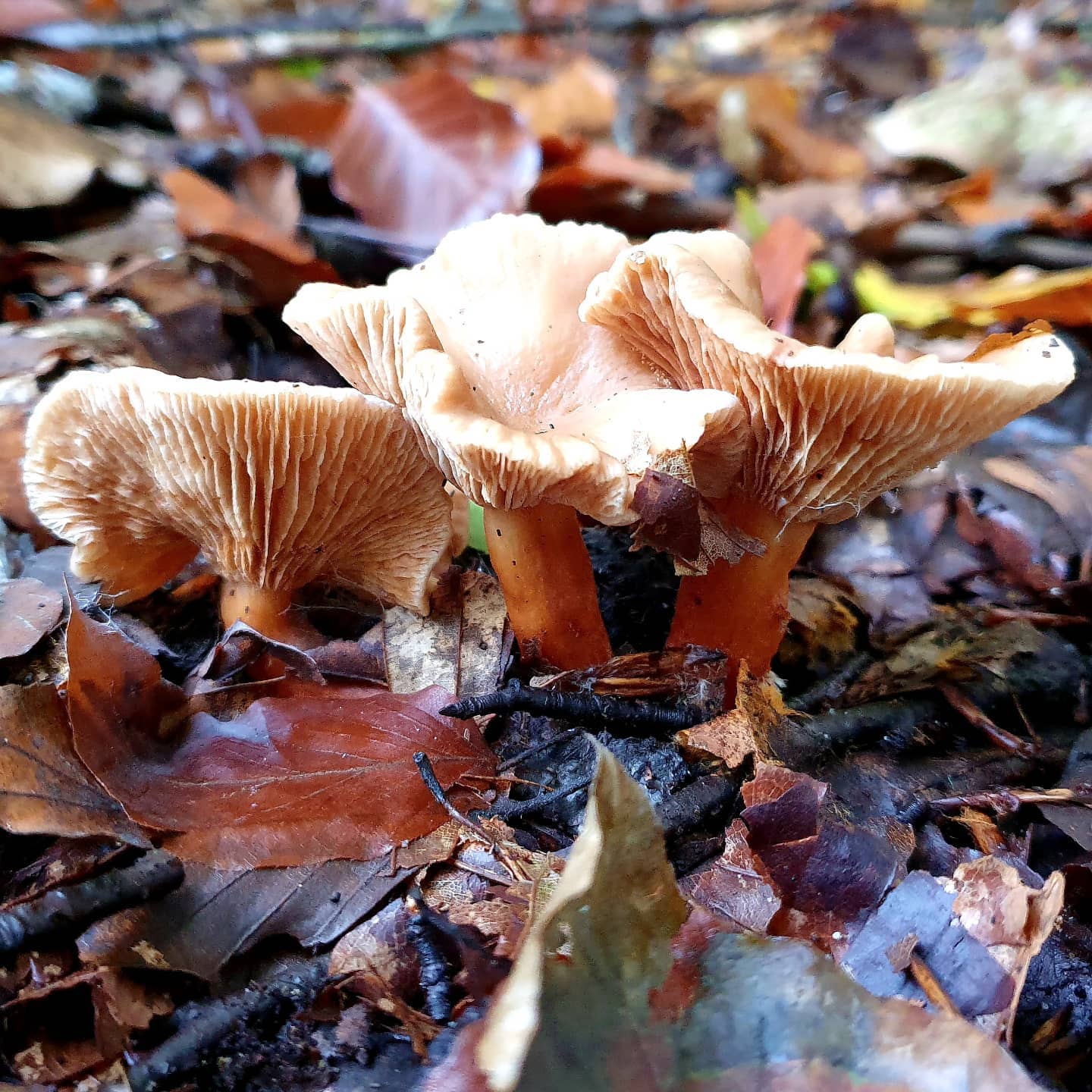 Млечник чахлый (Lactarius tabidus) 