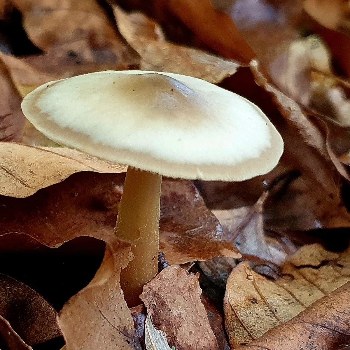 Коллибия Азема (Rhodocollybia Butyracea)