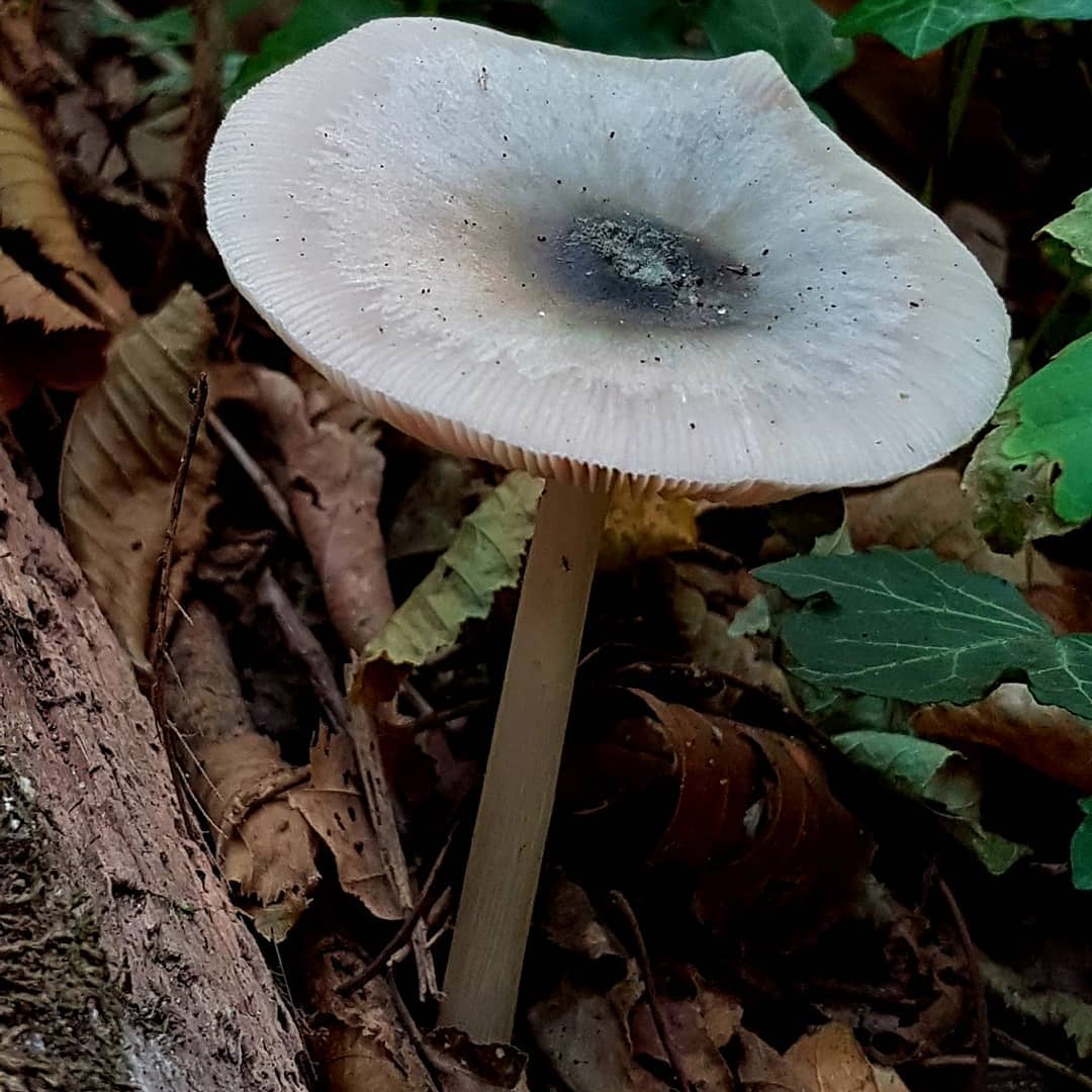 Плютей ивовый (Pluteus salicinus)
