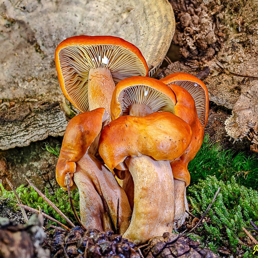 Млечник неедкий (Lactarius aurantiacus) 