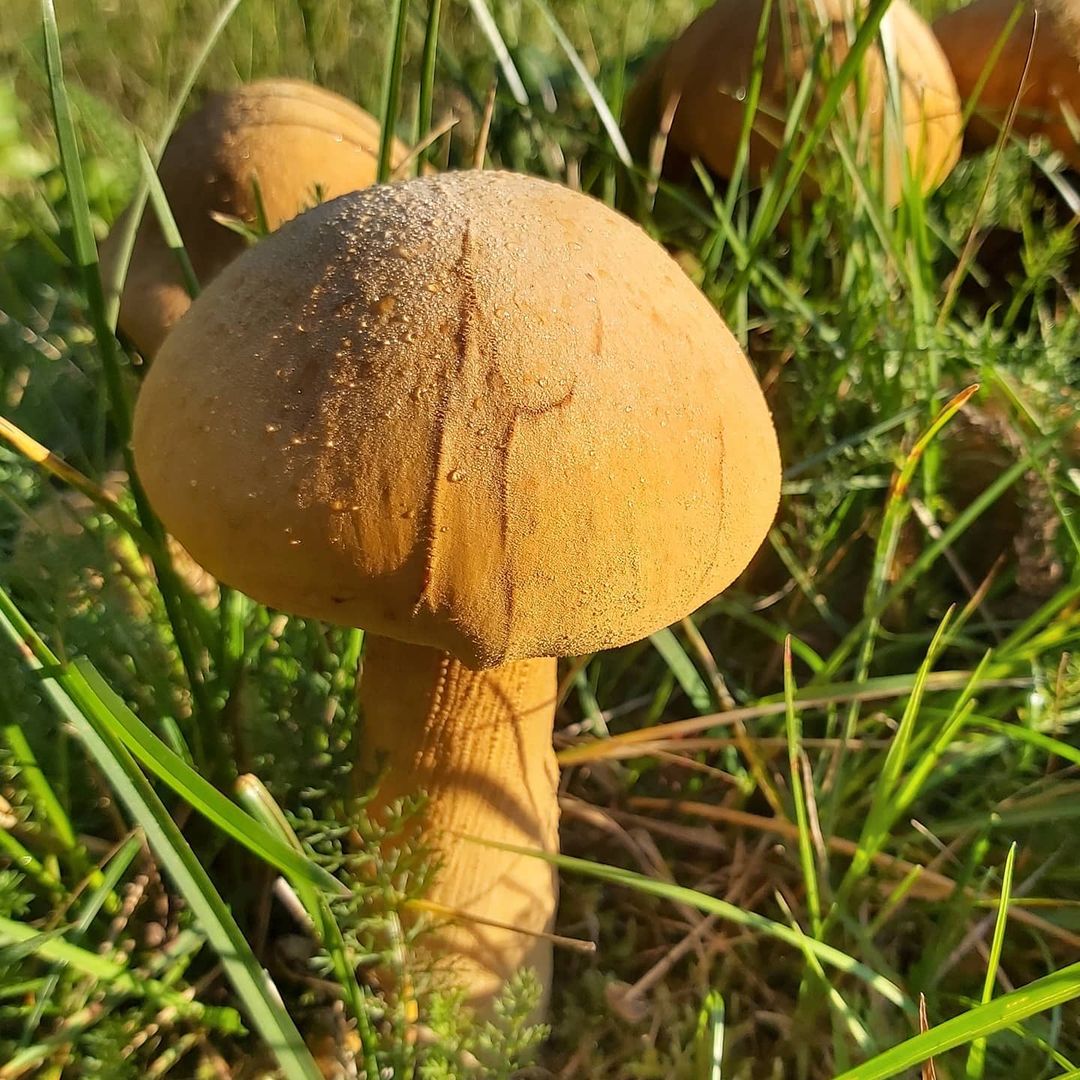 Чешуйчатка травяная (Phaeolepiota aurea)