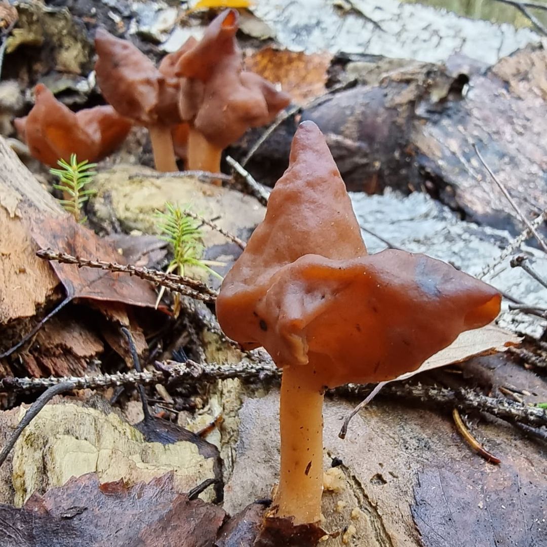 Строчок осенний (Gyromitra infula)
