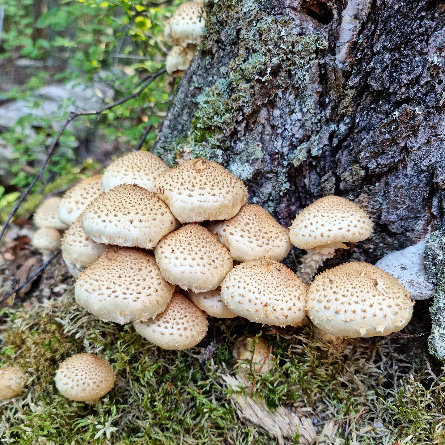 Чешуйчатка ворсистая (Pholiota squarrosa)