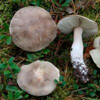 Tricholoma saponaceum var. Sulphurinum