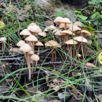 Коллибия сливающаяся (Gymnopus confluens)