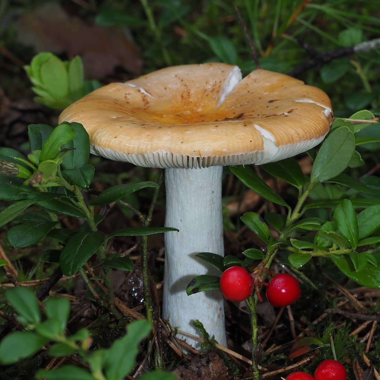 Сыроежка сереющая (Russula decolorans)