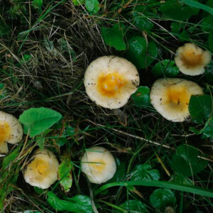 Сыроежка солнечная (Russula solaris)