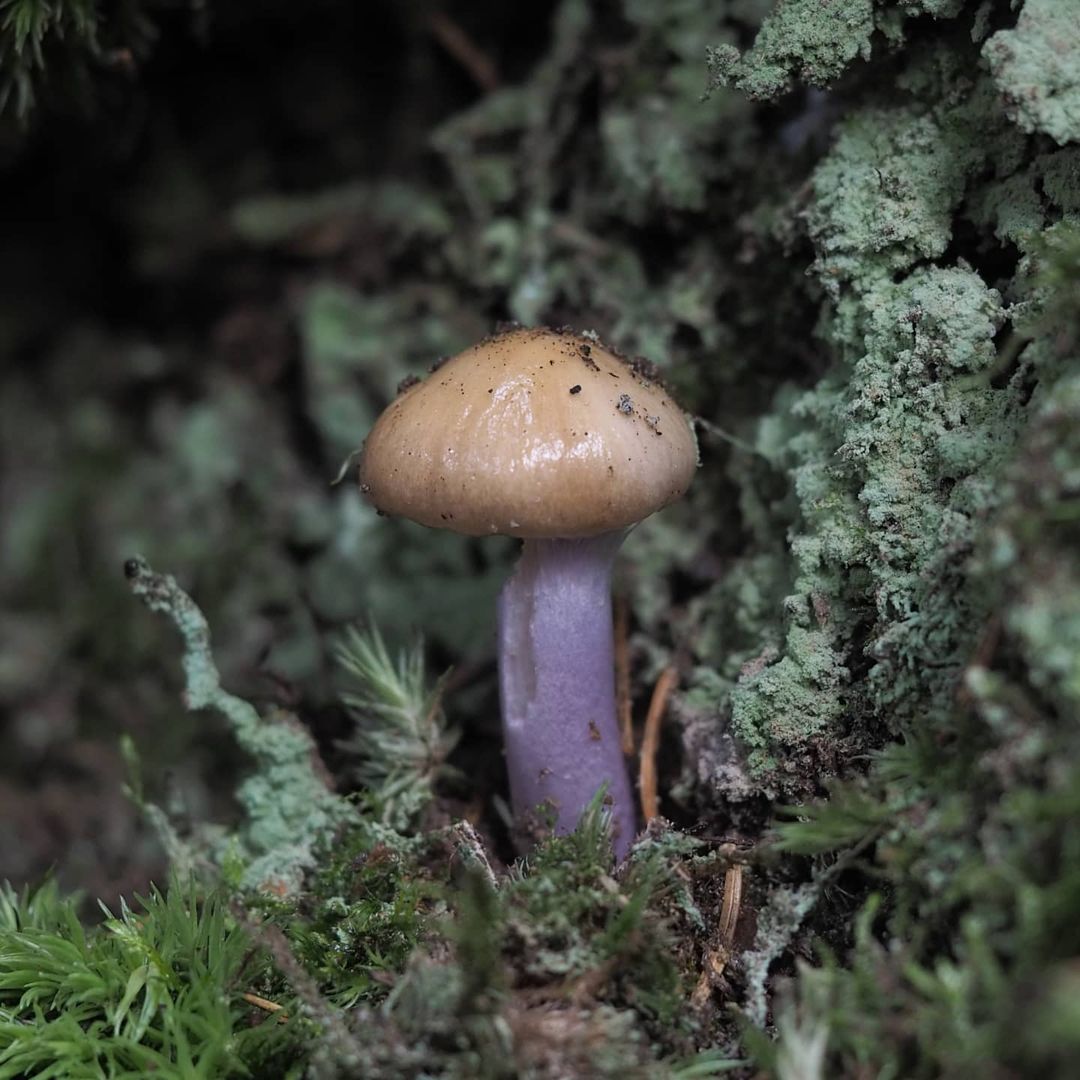 Паутинник голубоствольный (Cortinarius collinitus)