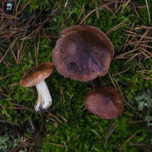 Рядовка пятнистая (Tricholoma pessundatum)