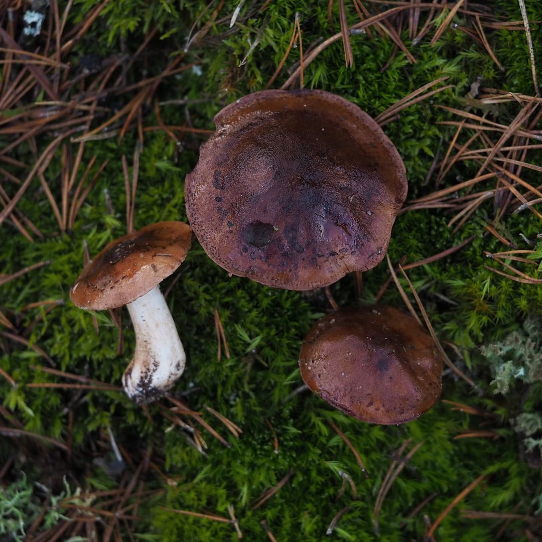 Рядовка пятнистая (Tricholoma pessundatum)