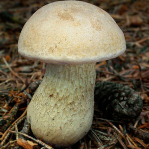 Tylopilus felleus var. Alutarius