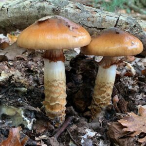 Паутинник обыкновенный (Cortinarius trivialis)
