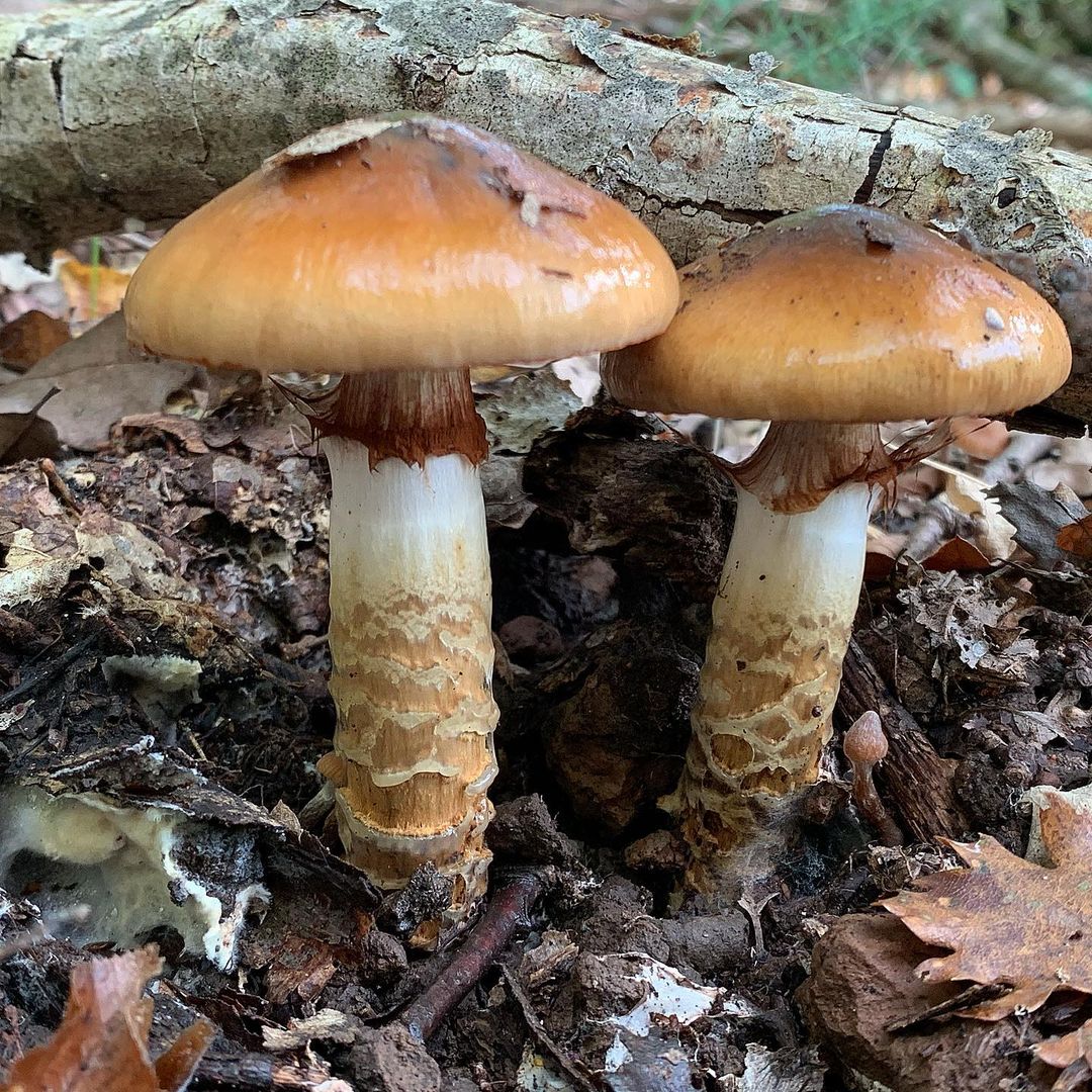 Паутинник обыкновенный (Cortinarius trivialis)