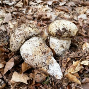 Катателазма имперская (Catathelasma imperiale)