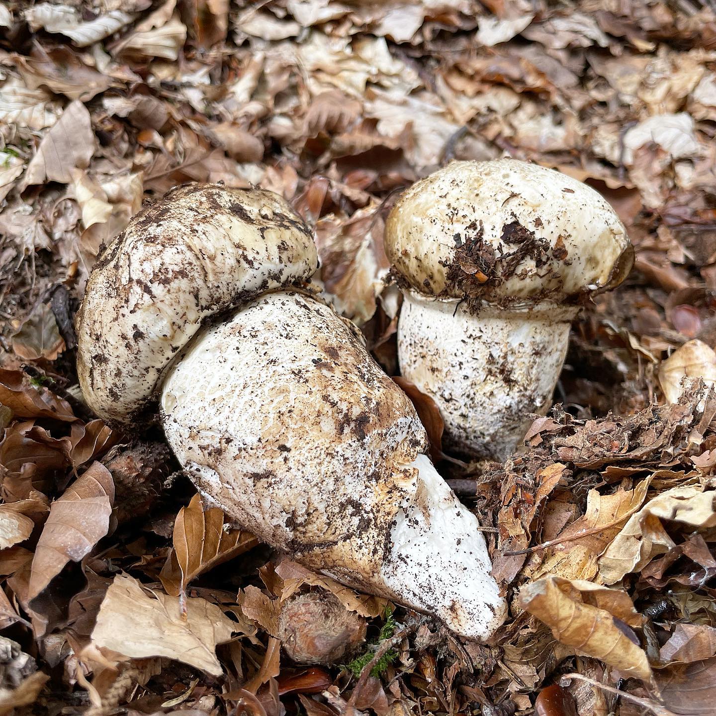 Катателазма имперская (Catathelasma imperiale)