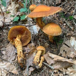 Паутинник львино-желтый (Cortinarius limonius)