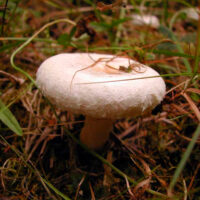 Поплавок головатоножковый (Amanita crocea var. subnudipes Romagn., 1982)