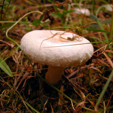 Гигрофор букововидный (Hygrophorus penarioides)