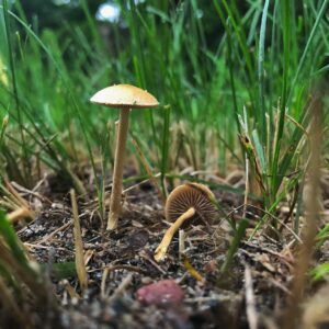 Полевик стоповидный (Agrocybe pediades)