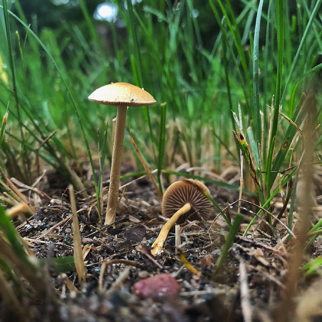 Полевик стоповидный (Agrocybe pediades)