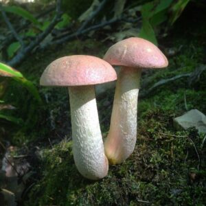 Подосиновик окрашенноногий (Harrya chromipes)
