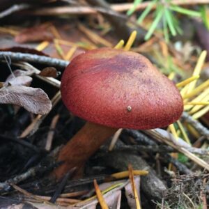 Паутинник пурпурный (Cortinarius phoeniceus)