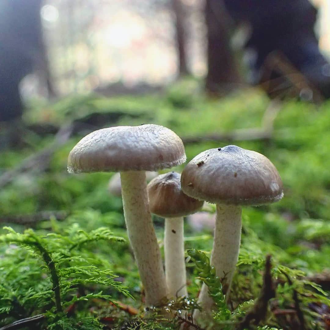 Гигрофор пятнистый (Hygrophorus pustulatus)