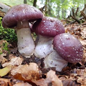 Паутинник превосходный (Cortinarius praestans)
