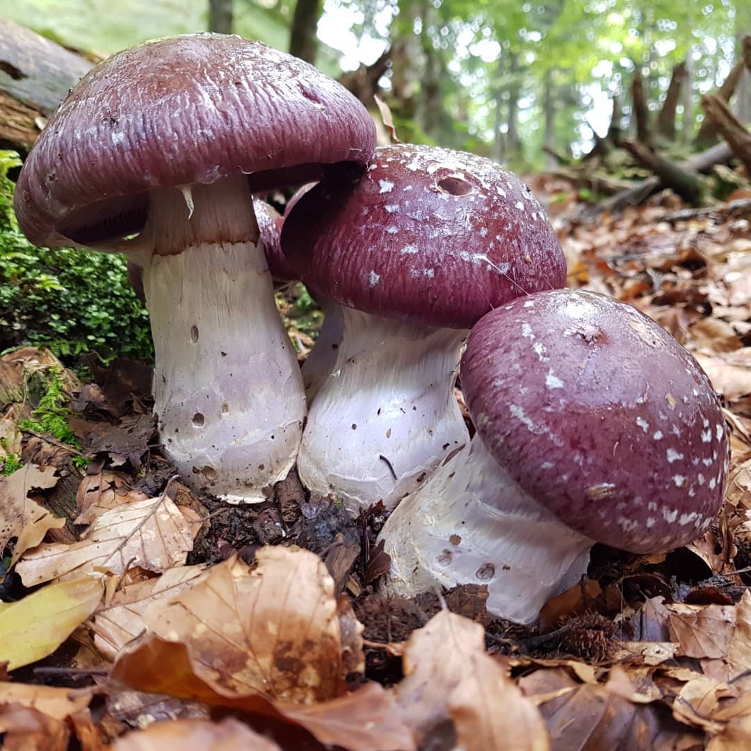 Паутинник превосходный (Cortinarius praestans)