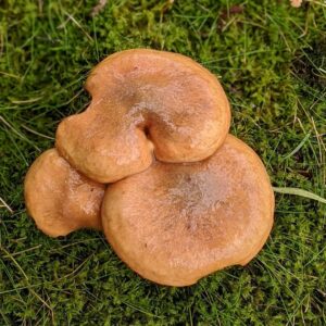 Маслёнок летний (Suillus granulatus)