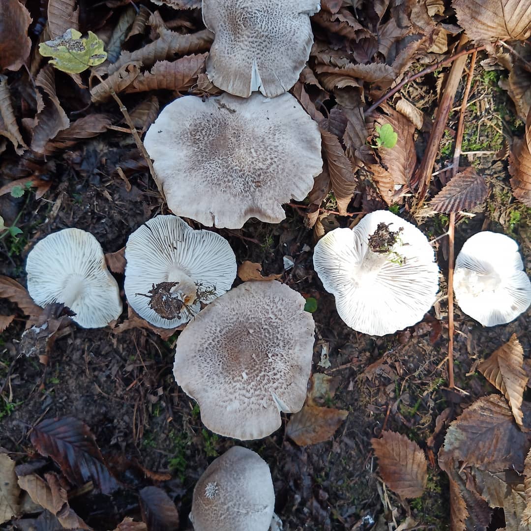 Рядовка тигровая (Tricholoma pardinum)
