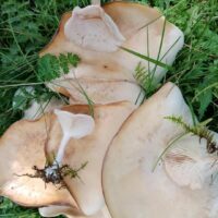 Говорушка красноватая (Clitocybe rivulosa)