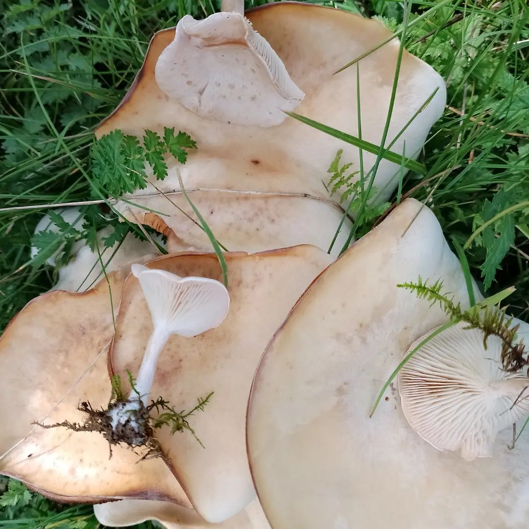 Говорушка красноватая (Clitocybe rivulosa)