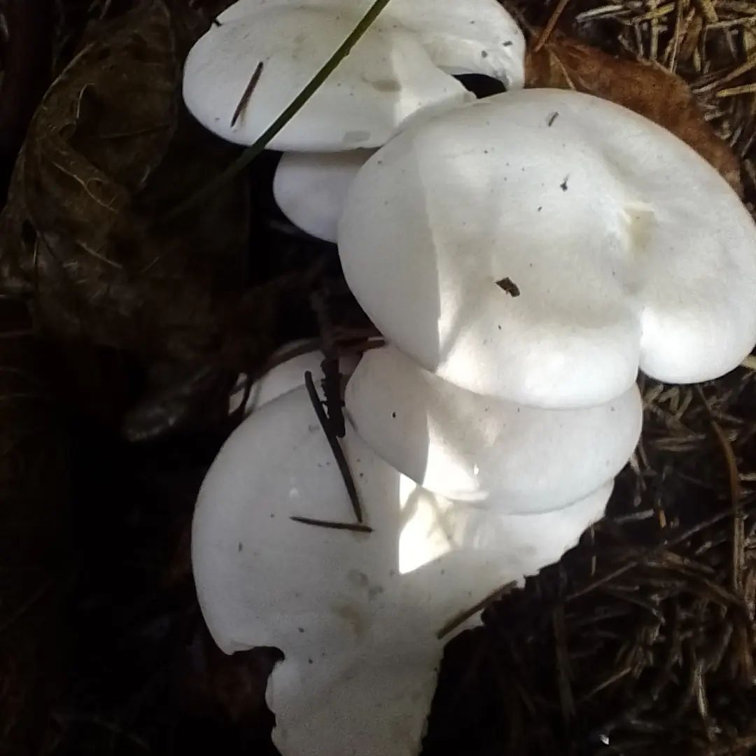 Говорушка восковидная (Clitocybe cerussata)
