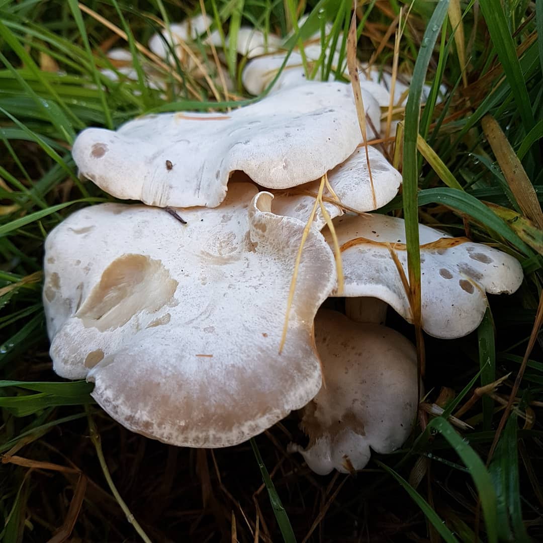 Говорушка беловатая (Clitocybe dealbata)