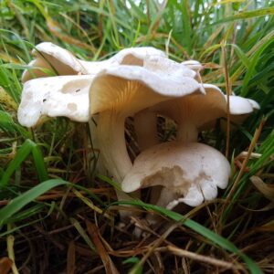 Говорушка беловатая (Clitocybe rivulosa)