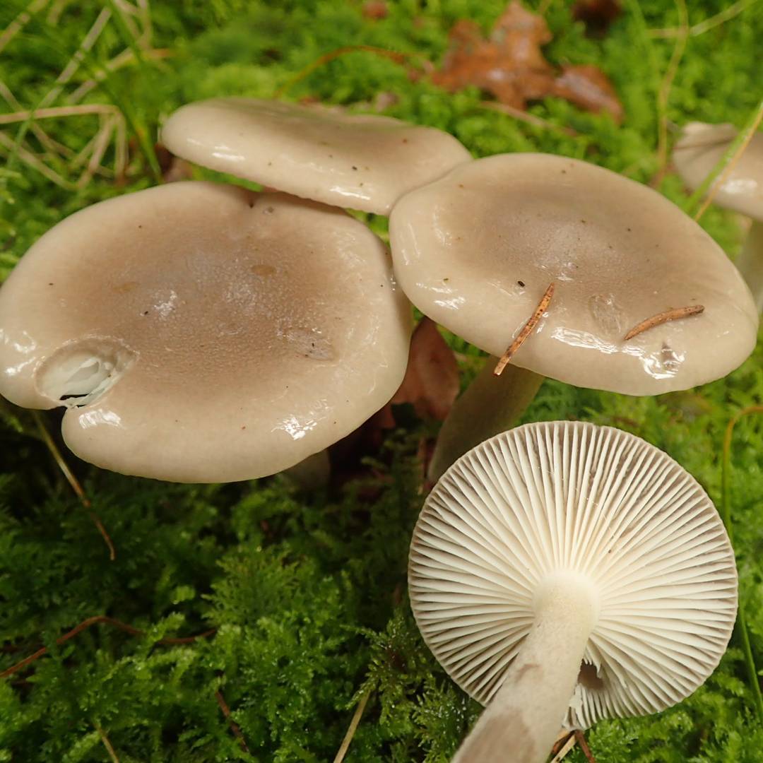 Гигрофор душистый (Hygrophorus agathosmus)