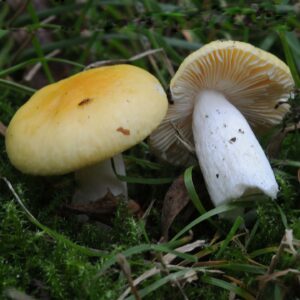 Сыроежка золотисто-желтая (Russula risigallina)